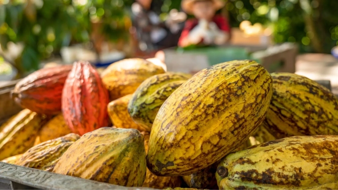 Recogida de frutos en una plantación de cacao / Foto: Canva