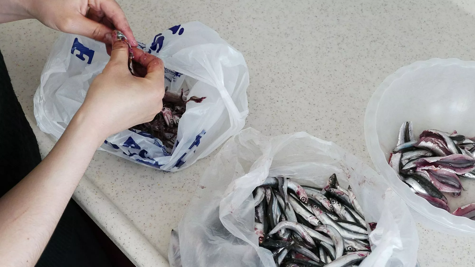 Proceso de limpieza de los boquerones / Foto: Canva
