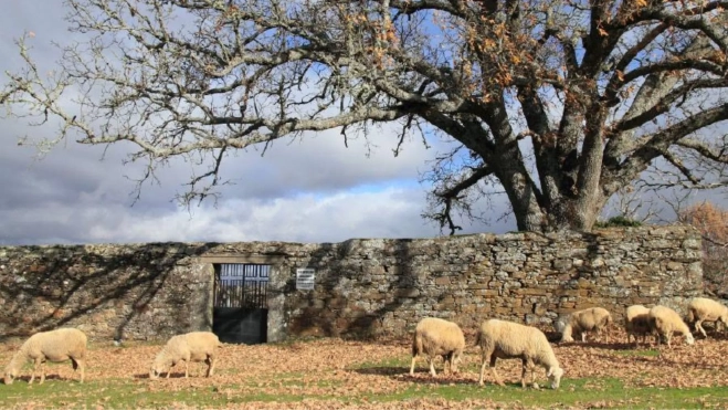 Ovejas pasturando en Castilla y León / Foto: Facebook Queso Castellano