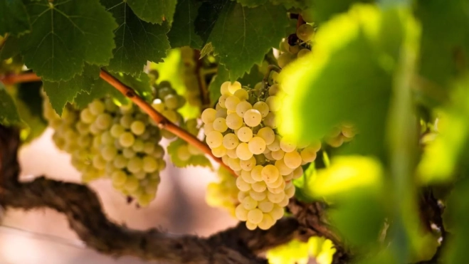 Uva ecológica utilizada en la elaboración de corpinnats / Foto: Instagram Uva ecológica utilizada en la elaboración de corpinnats / Foto: Instagram