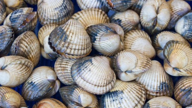 Berberechos frescos / Foto: Canva Berberechos frescos / Foto: Canva