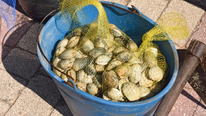 Cubo con almejas recogidas en una ría gallega / Foto: Canva Cubo con almejas recogidas en una ría gallega / Foto: Canva