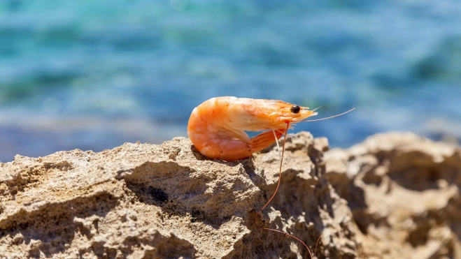 Gamba posando frente al mar / Foto: Canva Gamba posando frente al mar / Foto: Canva