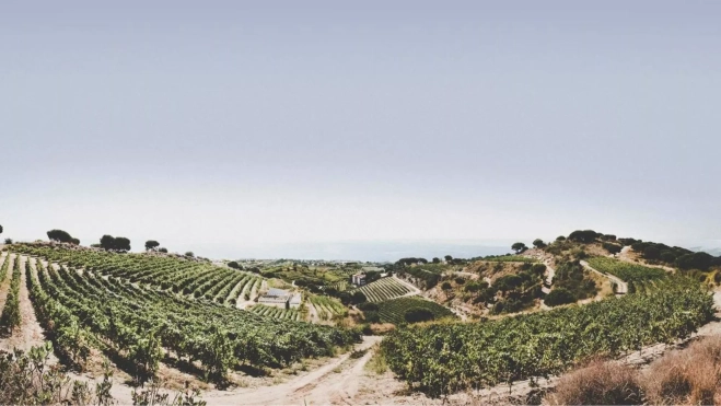 Vista general de los viñedos de la bodega Alta Alella / Foto cedida Vista general de los viñedos de la bodega Alta Alella / Foto cedida