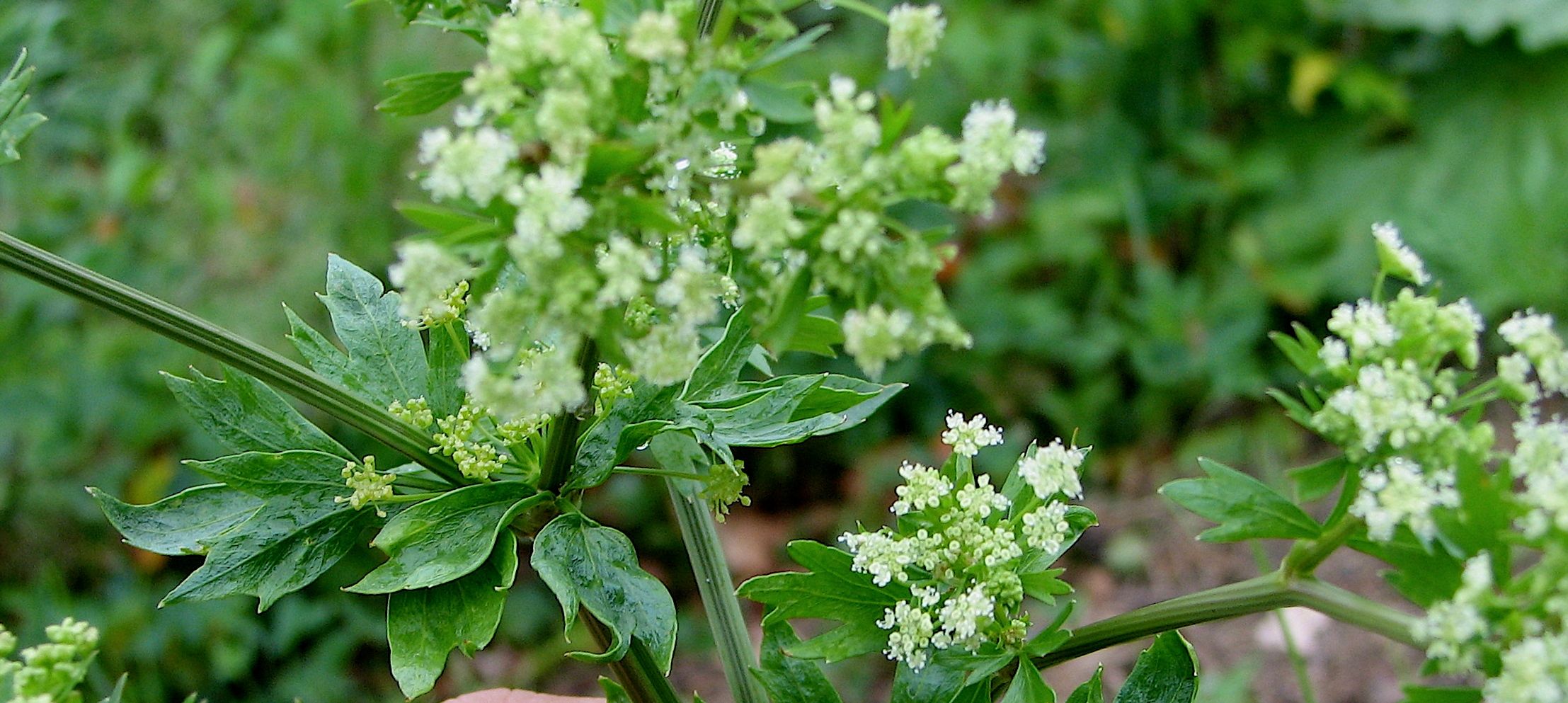 Tasks django. Картинки ландыш василек сныть рябчик. Как цветет сельдерей. Сельдерей цветок ядовитый. Сельдерей цветет.