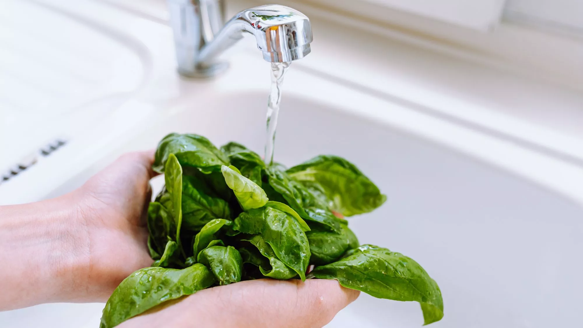 Lavado de hojas de albahaca / Foto: Canva