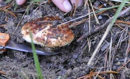 017 - Recolecta en Berga 05 [Máximo Ancho 1024 Máxima Altura 768]