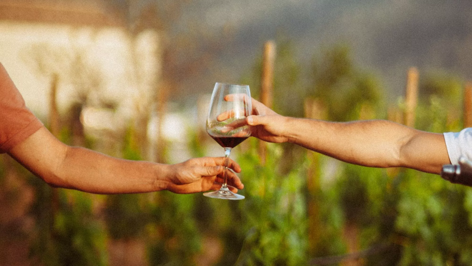 Copas de vino en el Priorat / Cedida