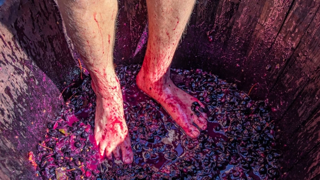 Pisado de uvas en una bodega / Canva Pisado de uvas en una bodega / Canva