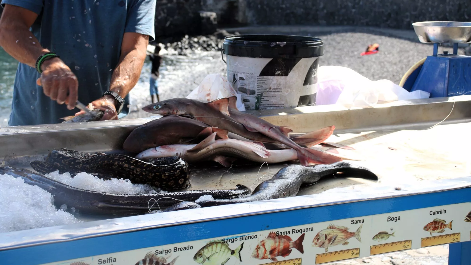 Pescadores de la cofradía vendiendo pescado en Puerto de la Cruz (Tenerife) / Antonio Ron / Del mar al plástico: ¿las nuevas pescaderías?n