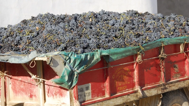 Recogida de uva en el Priorat (Cataluña) / Departament d’Agricultura, Ramaderia, Pesca i Alimentació