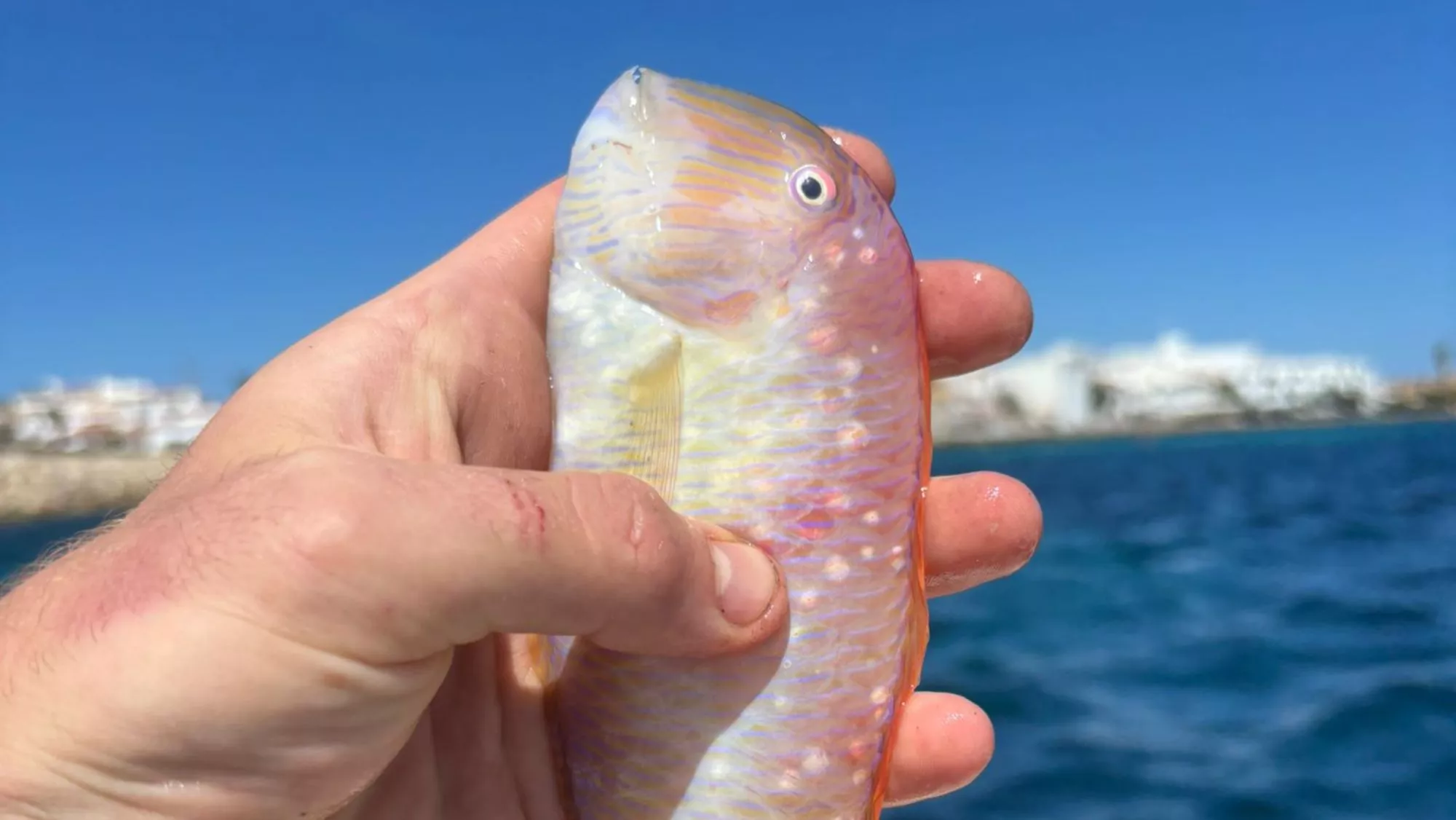 Lorito recién pescado en Menorca / Pau Sintes