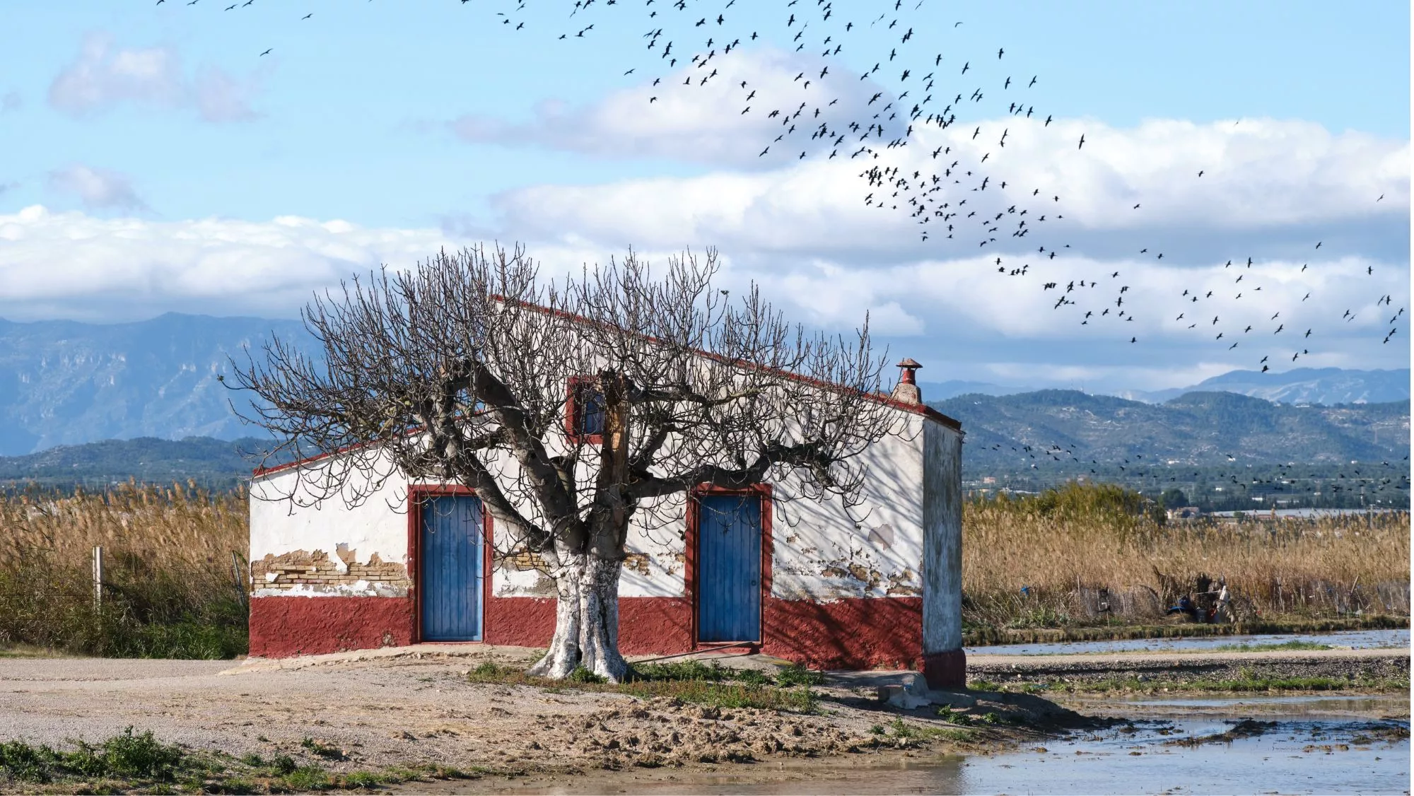 Barraca en los arrozales del Delta del Ebro / Canva Barraca en los arrozales del Delta del Ebro / Canva