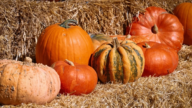 Diversos tipos de calabaza / Canva Diversos tipos de calabaza / Canva