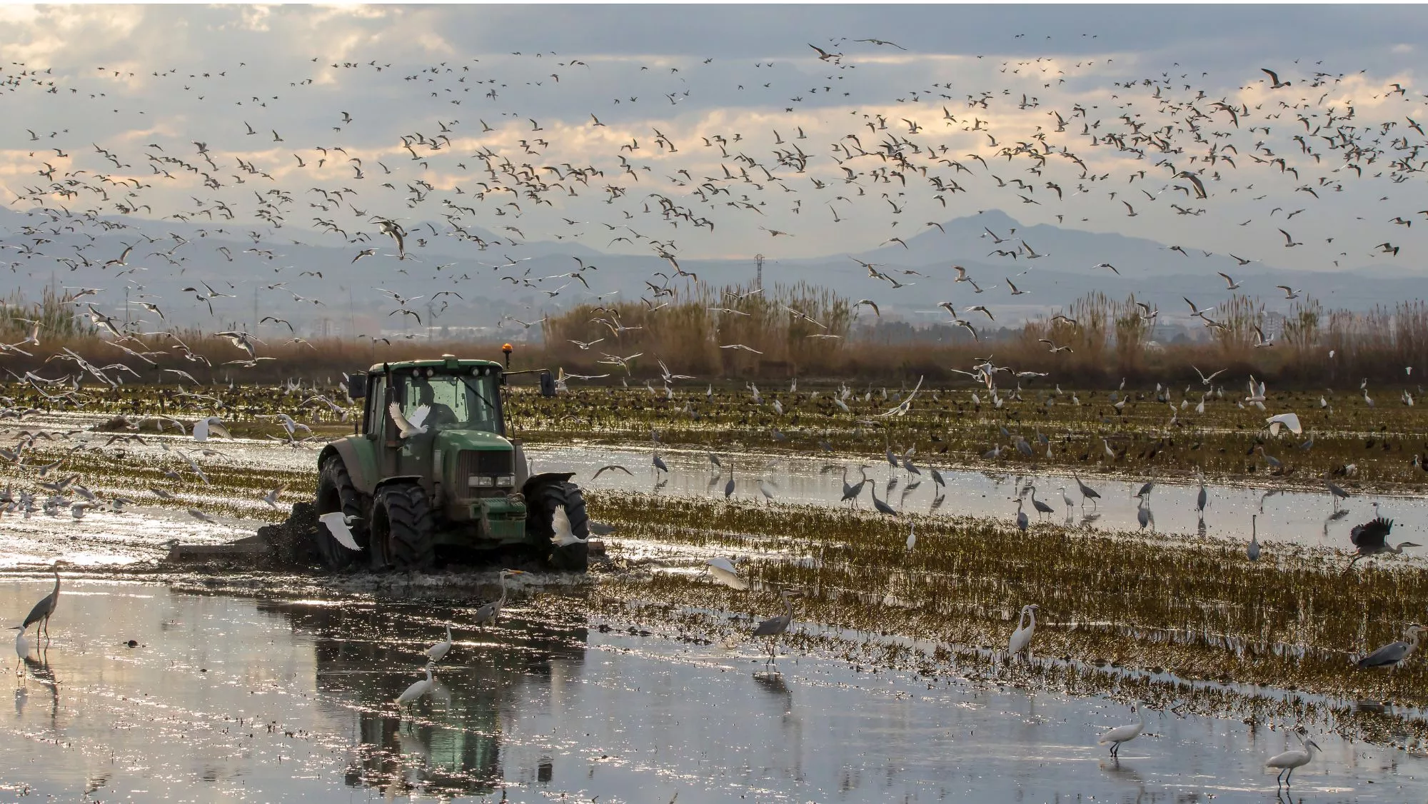 Arrozales en el Parque de la Albufera de Valencia / Cedida