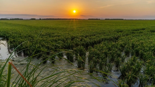 Arrozales de la Albufera de Valencia / Cedida Arrozales de la Albufera de Valencia / Cedida