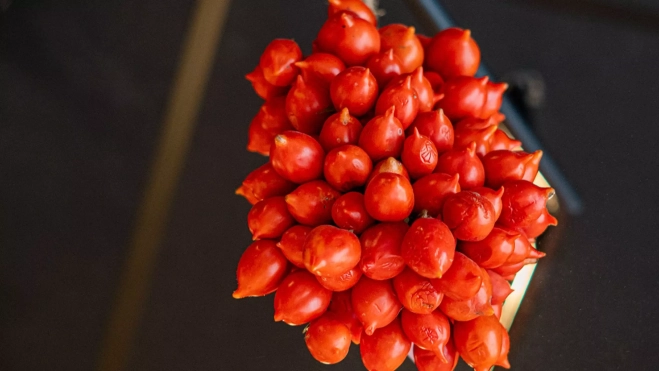 Pomodrini del piennolo del Vesuvio D.O.P. en Il Figlio di Emiliano / Txaber Allué Pomodrini del piennolo del Vesuvio D.O.P. en Il Figlio di Emiliano / Txaber Allué