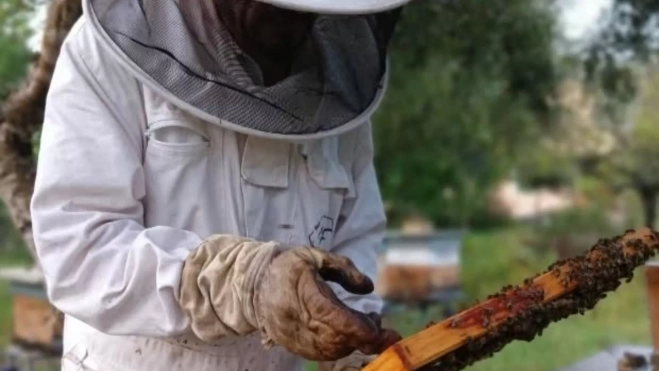 El apicultor Tomás Fullana en sus colmenas de Selva (Mallorca) / Instagram