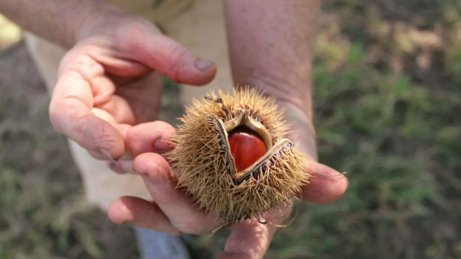 Recogida de castañas / Canva Recogida de castañas / Canva