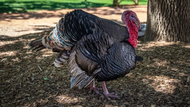 Pavo en un corral / Canva Pavo en un corral / Canva