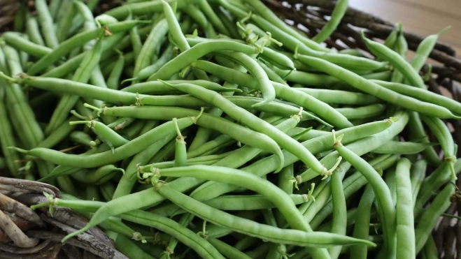 Judías verdes frescas para preparar la 'green bean casserole' / Canva