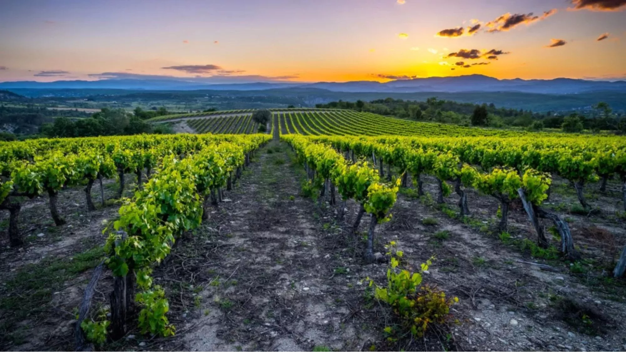 Viñedos en la zona de Ardèche / Ardèce Tourisme / L.Fremondiere-ADT07