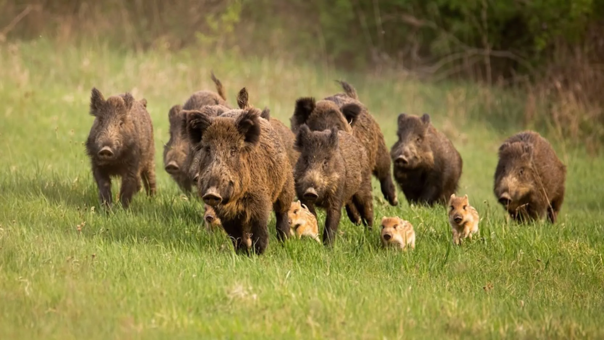 Jabalíes se desplazan por la montaña / ASICAZA