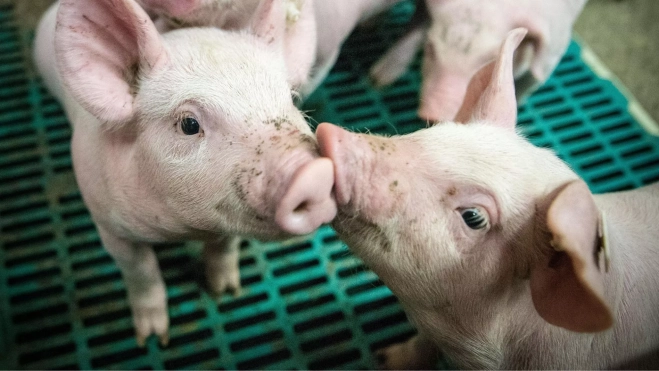 Cerdos en una granja / Pixabay Cerdos en una granja / Pixabay