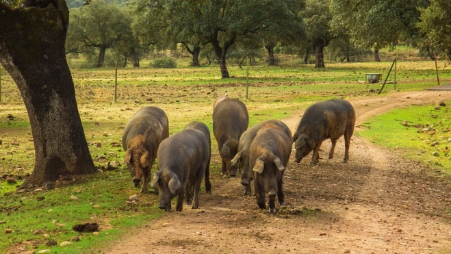 Cerdos pastan en el campo / Pixabay Cerdos pastan en el campo / Pixabay