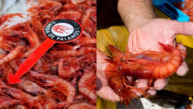 Gamba roja de Palamós / Instagram Gamba de Palamós