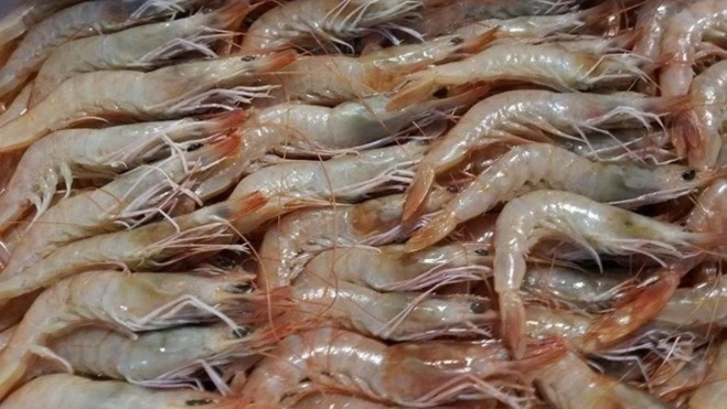 Gamba blanca de Huelva / Redes Sociales