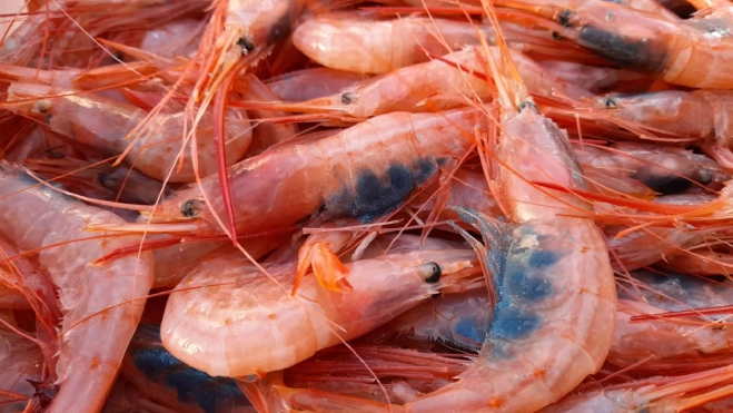 Quisquilla de Motril / Mercado del Marisco