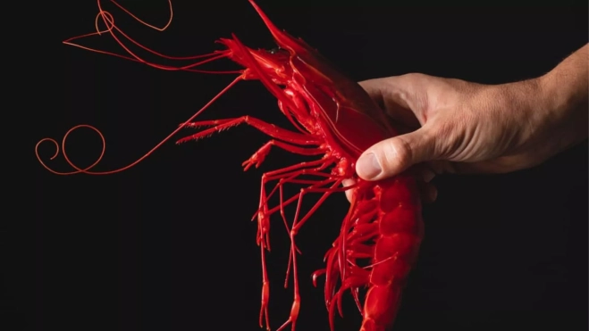 Carabinero fresco de Huelva / Esencia del Mar