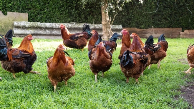 Capon de Villalba (Lugo) / Turismo Villalba Capon de Villalba (Lugo) / Turismo Villalba