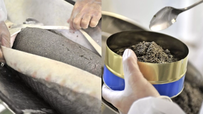 Proceso de elaboración del caviar en Riofrío / Cedida Proceso de elaboración del caviar en Riofrío / Cedida