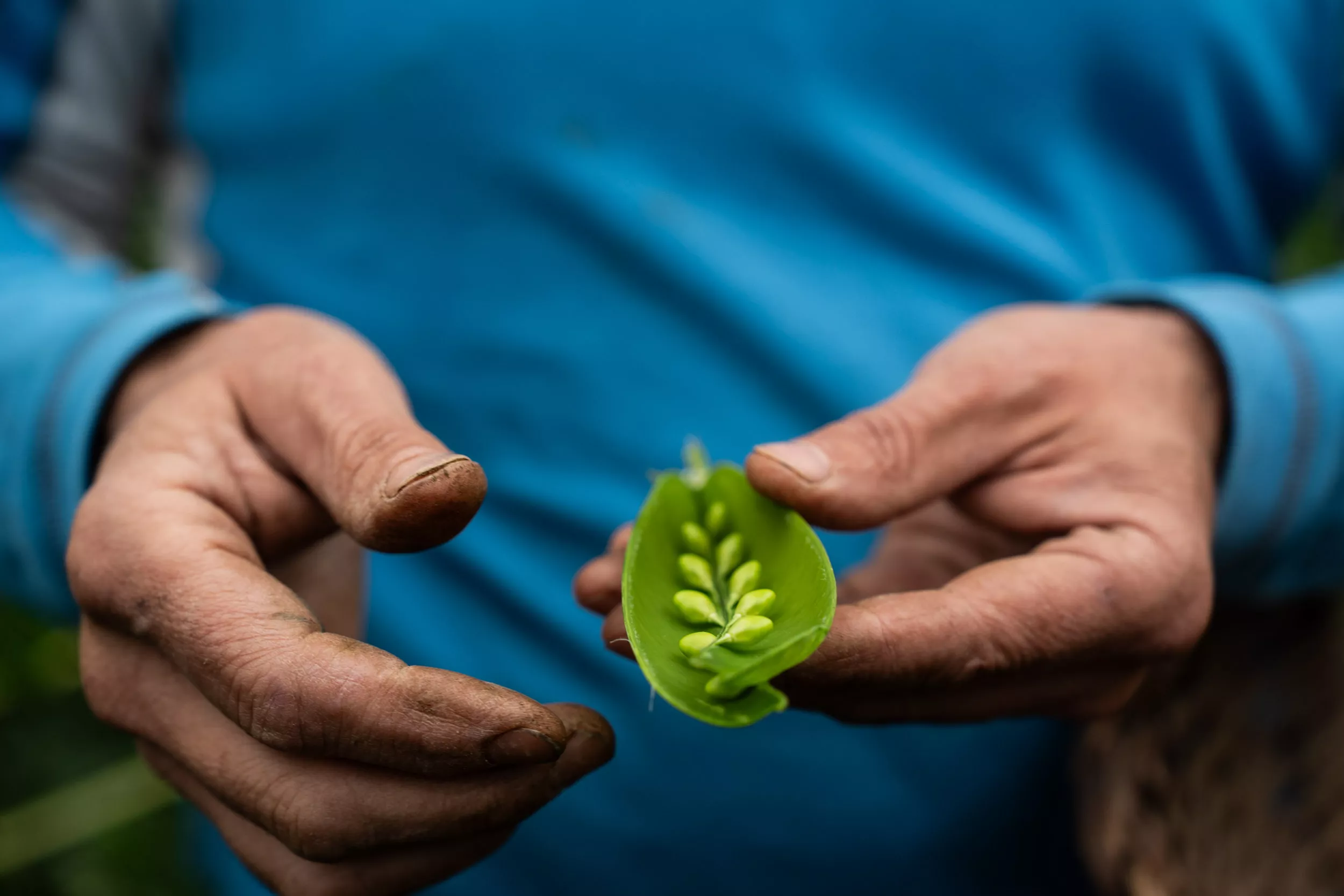 Dídac Valera cultiva guisantes ecológicos en el Maresme / GALA ESPÍN