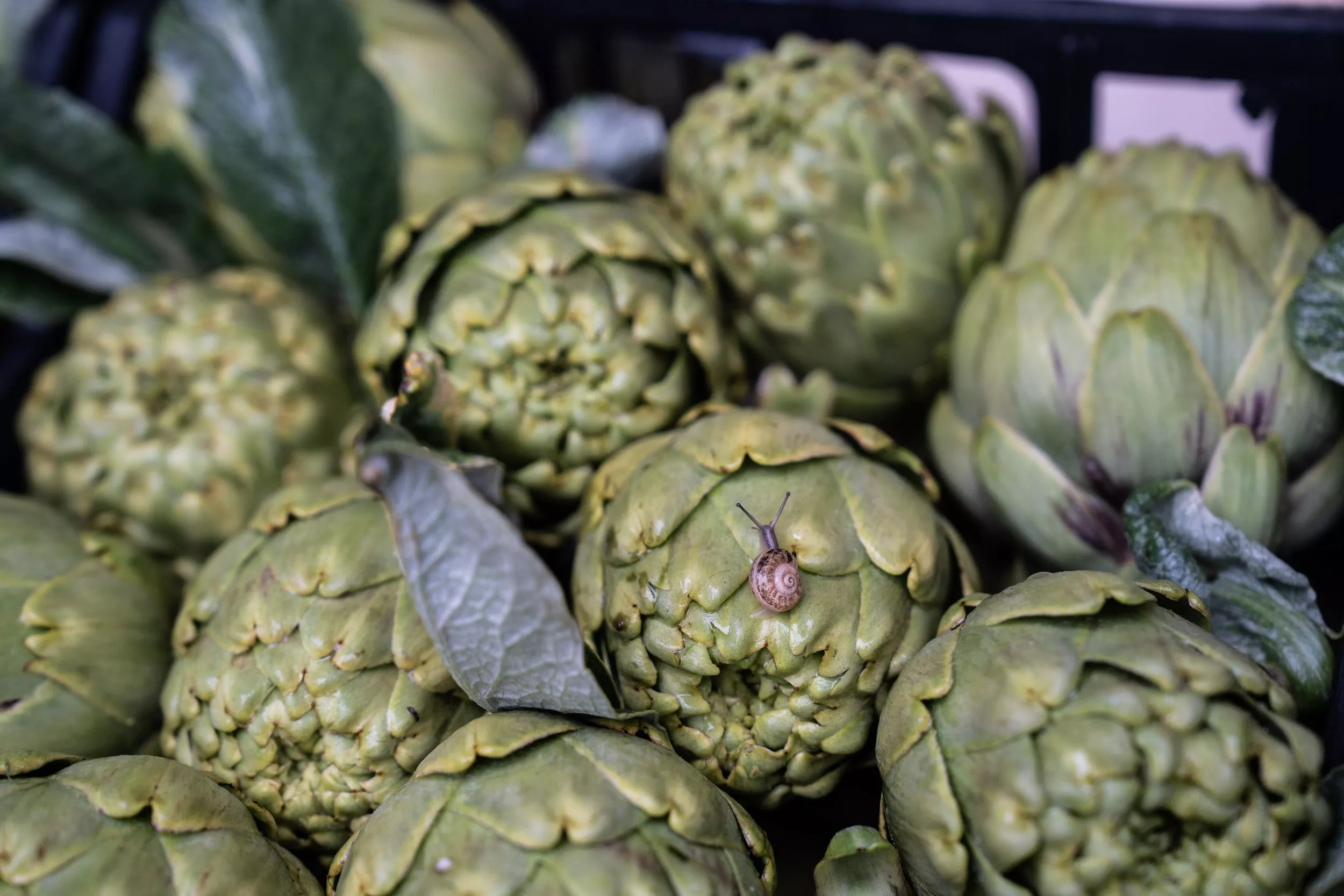 Alcachofa Prat en el Parc Agrari del Baix Llobregat / GALA ESPÍN