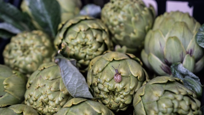 Alcachofa Prat en el Parc Agrari del Baix Llobregat / GALA ESPÍN