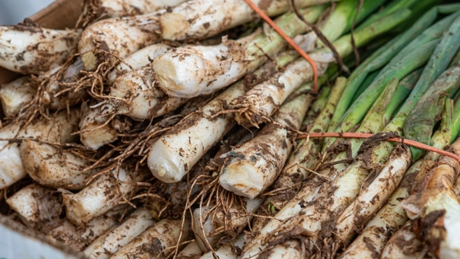 Calçots preparados para una calçotada / Txaber Allué