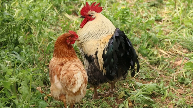Gallinas ponedoras / Antonio Ron