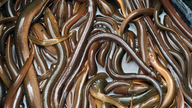 Anguila en un mercado / Canva Anguila en un mercado / Canva