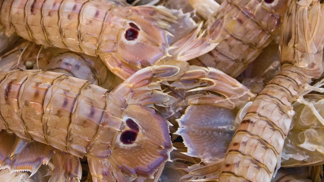 La galera, protagonista del / Cedida La galera, protagonista del / Cedida