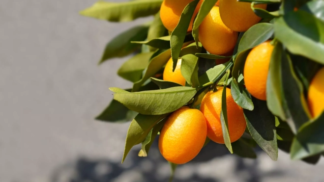 Cultivo de kumquat / Canva Cultivo de kumquat / Canva
