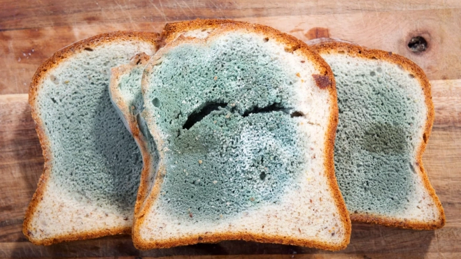 Pan de molde con moho / Canva