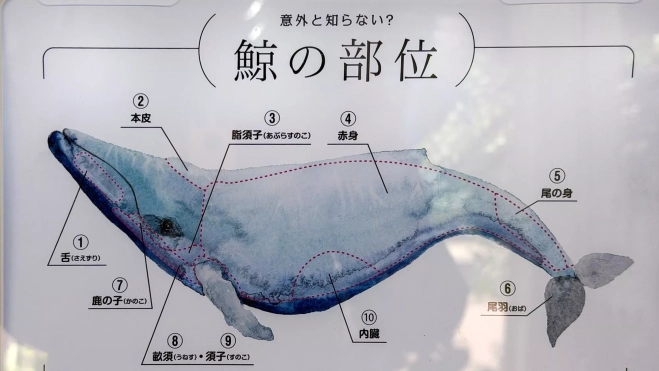 Gráfico con el despiece de una ballena junto a las máquinas de vending en Japón / Iker Morán