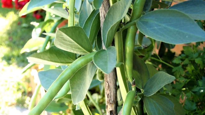 Habas frescas del huerto / Antonio Ron 