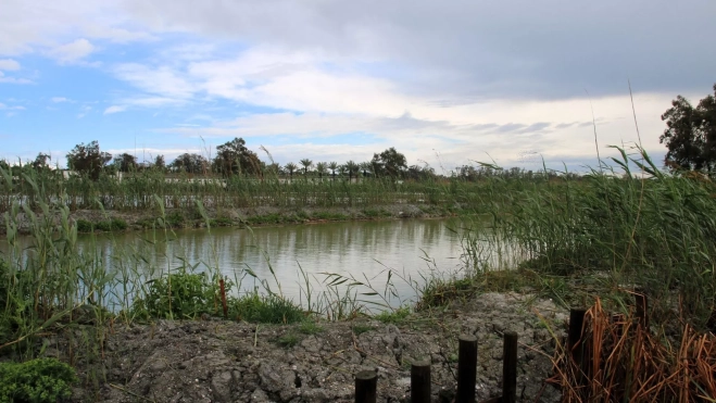 Arrozales de la albufera de Valencia / Antonio Ron