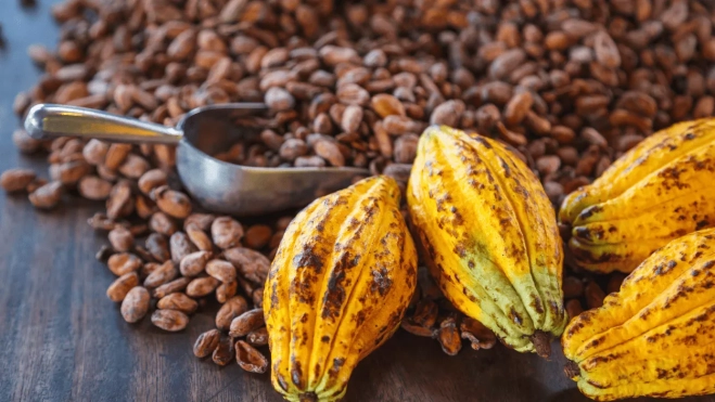Semillas de cacao | Canva