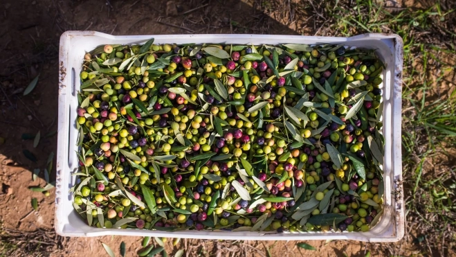 Aceitunas de Finques de L'Olivera, en Cuenca 