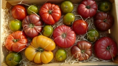Cinco tomates típicos de Cataluña y cómo disfrutarlos este verano